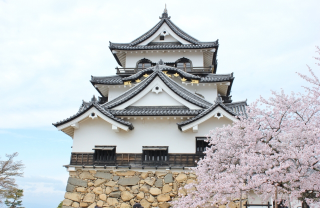 桜と一緒に移る彦根城