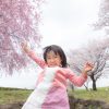 醍醐寺の桜の見頃や画像を紹介！拝観料やアクセス情報も