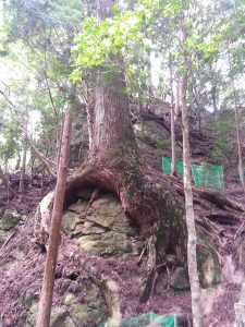 巨大な石に巻き付いた杉の木